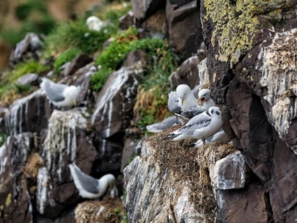Kittiwakes