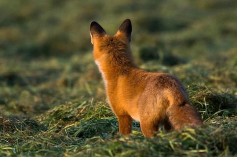 Red fox