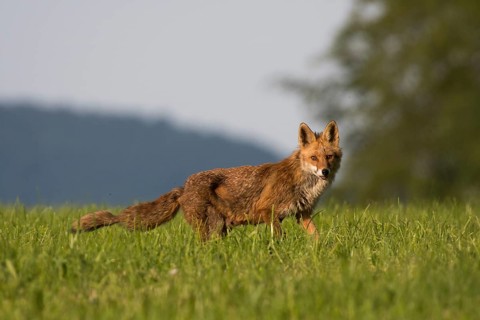 Red fox