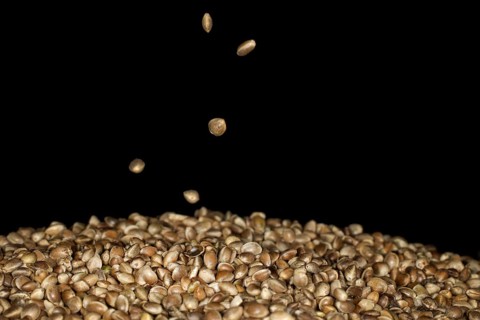 Hemp