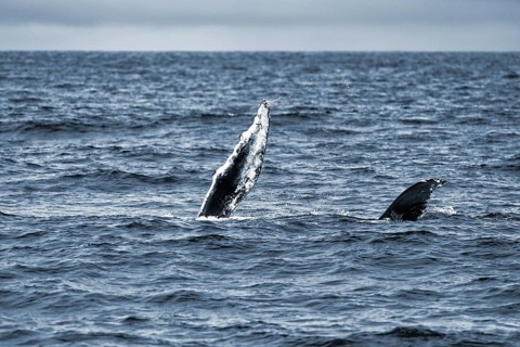Two pectoral fins