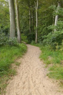 Forest path