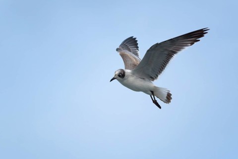 Gull-billed tern