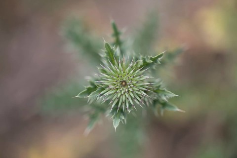 Musk thistle