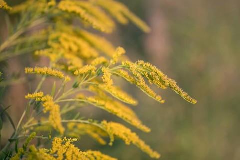 Canada goldenrod