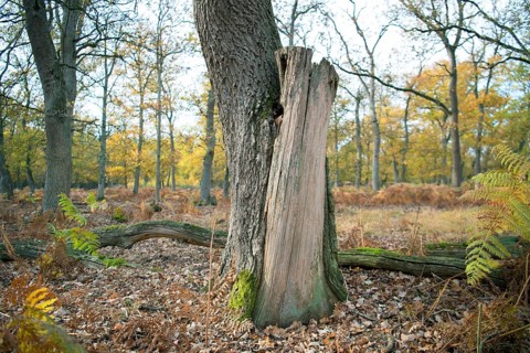 Deadwood structure in Diesfordter Wald