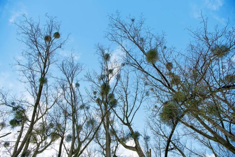 European mistletoe