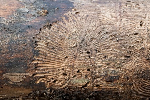 Deadwood piles as natural insect nesting aid