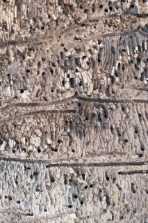 Deadwood piles as natural insect nesting aid