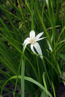 Star grass