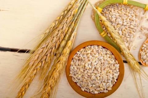 Organic wheat grains over rustic wood table macro closeup