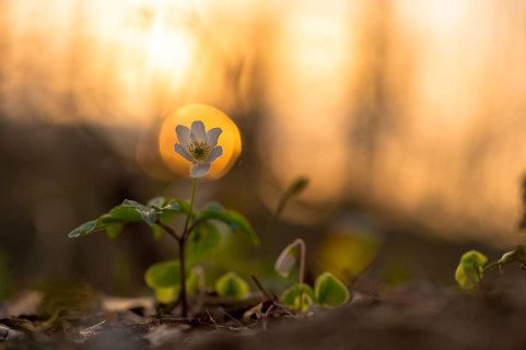 Wood anemone