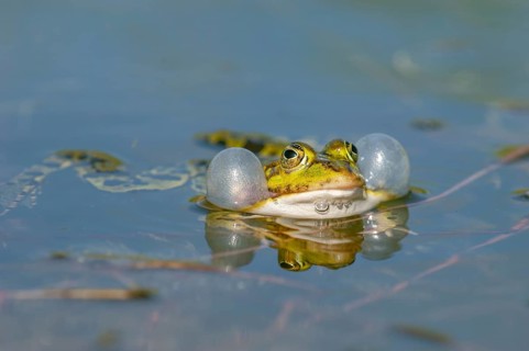Marsh frog
