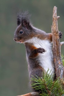 Eurasian red squirrel