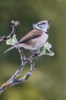 Crested tit