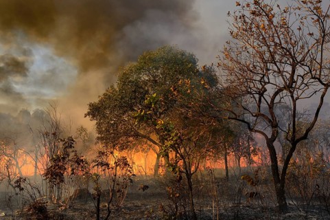 Burning vegetation in a bushfire