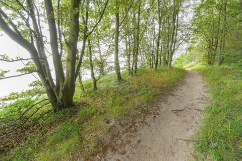 Forest path