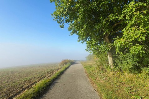 Path on the edge of the forest with fog in autumn