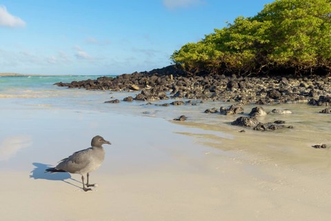 Lava gull