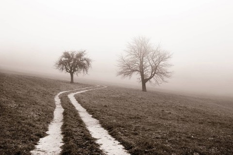 Field path leads through a mown meadow with bare fruit trees