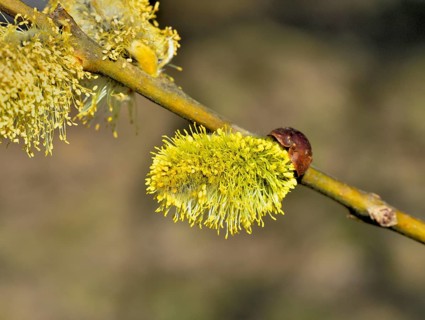 Male inflorescences with pollen of a sal goat willow