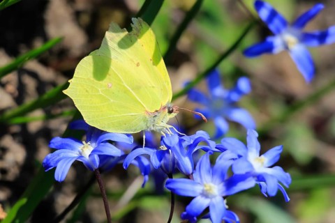 Brimstone