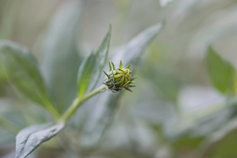 Jerusalem artichoke