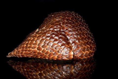 Shell of a salak