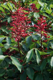 Red buckeye