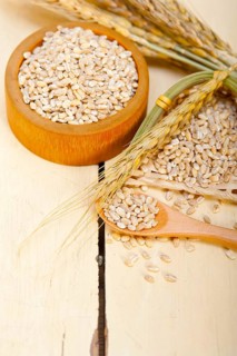 Organic wheat grains over rustic wood table macro closeup