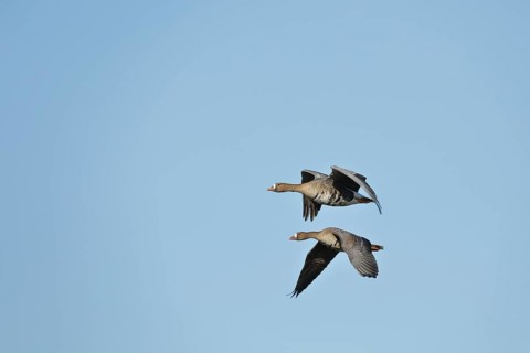 Greater white-fronted geese