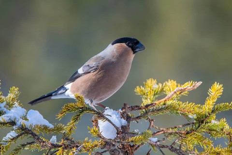Bullfinch or eurasian bullfinch