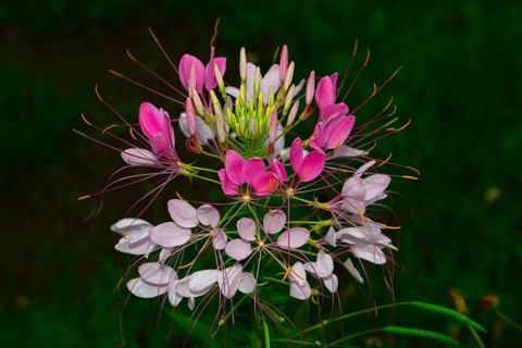 Spiny spiderflower