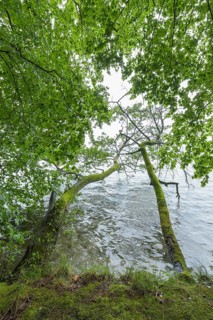 Lakeside after rain in the morning