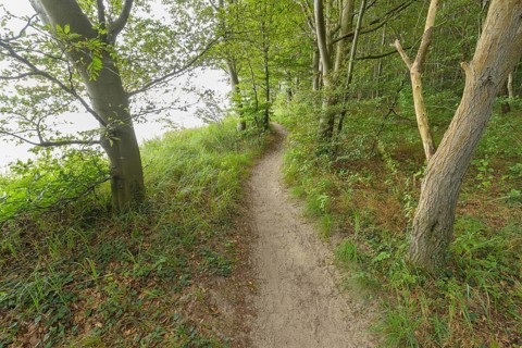 Forest path