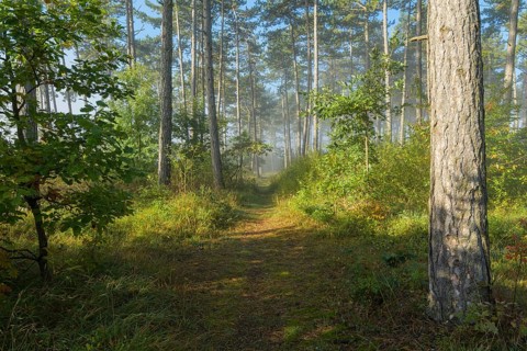 Forest path in the morning with fog