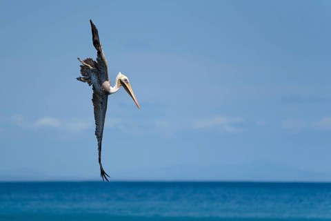 Brown pelican