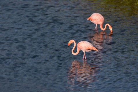 American flamingos