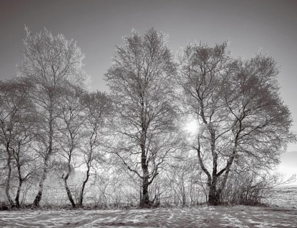 Snow-covered warty birch