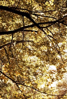 Branches with leaves of an old lime tree