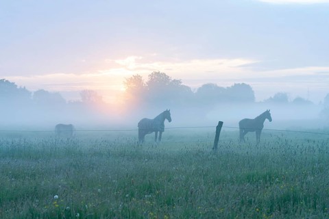 Horses in a meadow