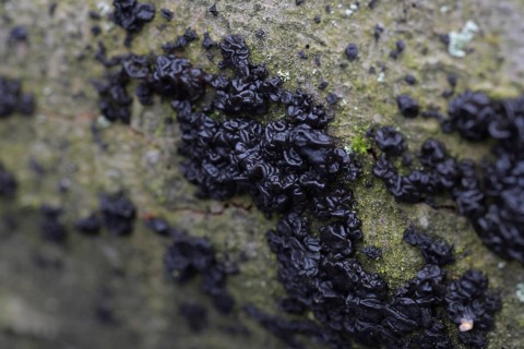 Warty glandling