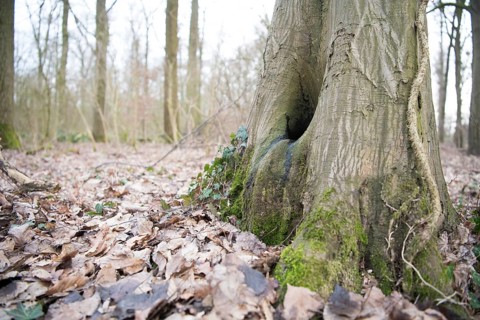 Water pot in old tree