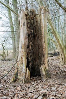 Standing deadwood