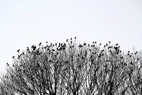Carrion crow