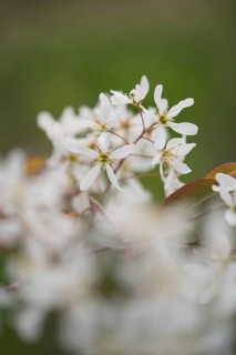 Snowy mespilus
