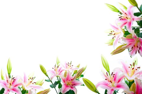 Lily flowers composition frame over white copyspace