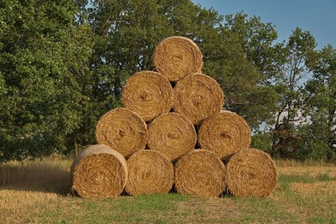Straw bales on a former sewage field of the Berlin city estates near Ruhlsdorf