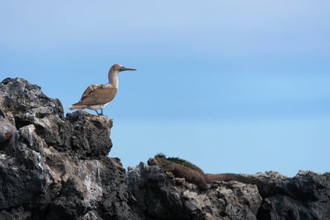 Blue-footed booby