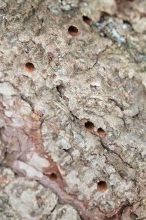 Giant woodwasp